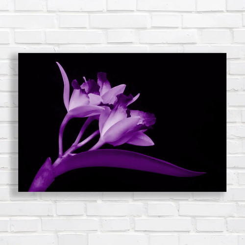 Cattleya flowers exquisite - cattleya,