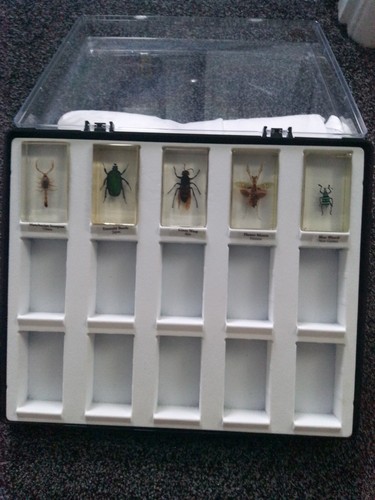 Bugs resin in collectors - resin, 5