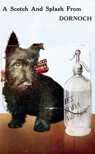 VINTAGE MAILING NOVELTY postcard:  SCOTTISH TERRIER SCOTTIE DOG - DORNOCH
