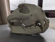 Mountain Lion Head Skull -