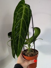 Anthurium Warocqueanum Rare