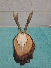 Roe Deer Skull and Antlers