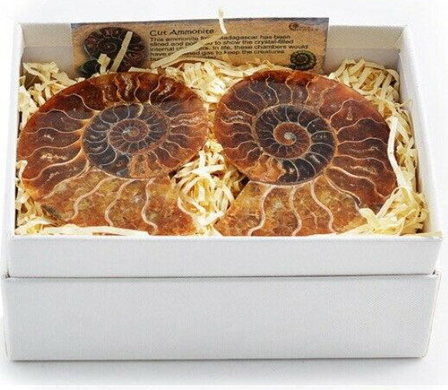 Ammonite fossil pair - ammonite,