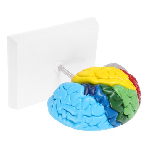 Human brain model anatomy and - brain,