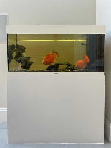 Juwel rio 180 fish tank - juwel, with