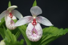 Garden orchid cypripedium - garden,