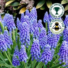 Muscari Armeniacum Blue Grape Hyacinth Spring Flowering Garden Bulbs Plants