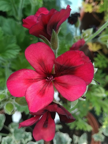 Pelargonium mystery regal - pelargonium,