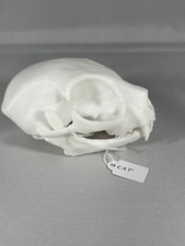 Replica animal skull Cat ornament taxidermy 