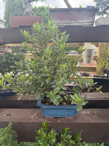 Azalia bonsai - azalia,