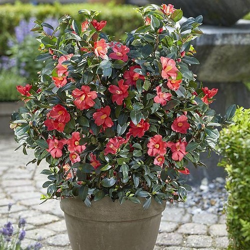 Suttons camellia 1001 summer - camellia,
