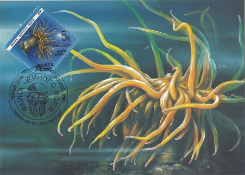 Sea anemone group of - anemone,