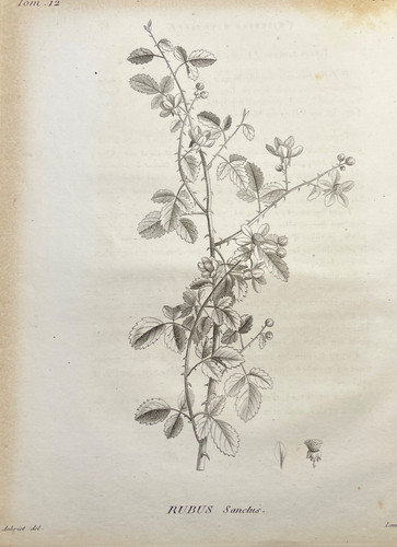 Antique botanical engraving - antique,