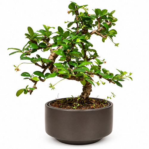 Flowering fukien tea bonsai - flowering,