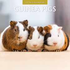Guinea Pigs 2026 Square Wall Calendar