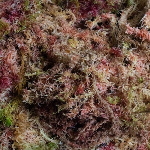 Fresh sphagnum moss - fresh, natural