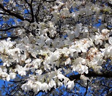 Magnolia denudata | Yulan