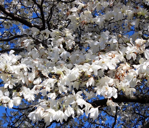 Magnolia denudata 35cm - denudata, 20-35cm