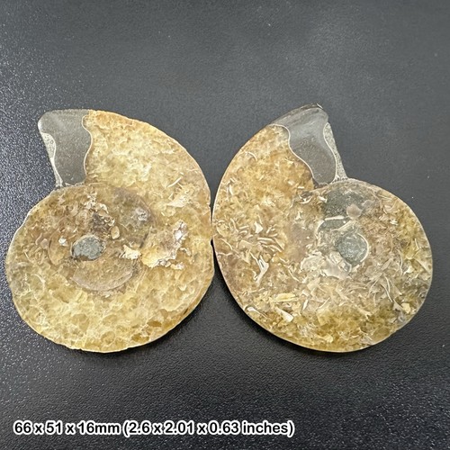 Cretaceous ammonite fossil