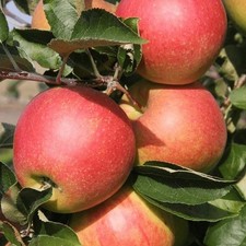 Coxs Orange Pippin Apple Fruit