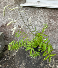 Sanguisorba Parviflora Squirrel Tails Herbaceous Hardy Perennial Plant 1 Lit Pot
