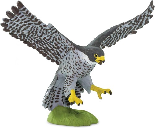Educational peregrine falcon - educational,