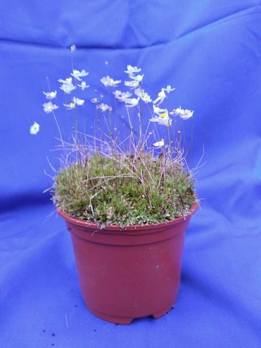Utricularia bisquamata betty - utricularia, betty's