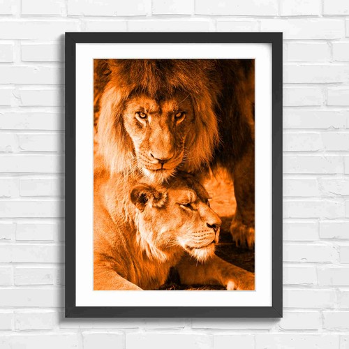 Majestic lion pair intimate - lion,