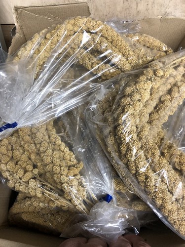 Packs quality millet - packs,