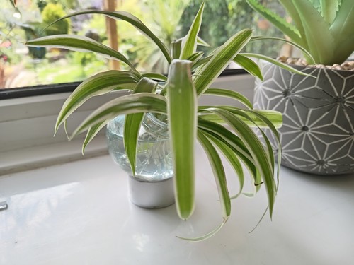 Propogated spider plant - propogated,