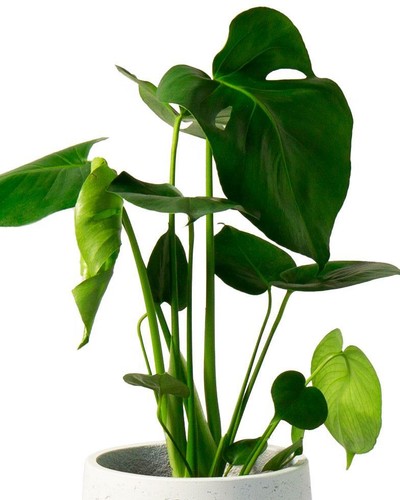 Swiss cheese plant house - plant,