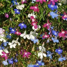 Lobelia Bedding Plants 12 Pack