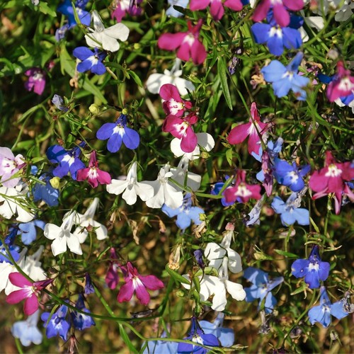 Lobelia bedding plants pack - bedding,
