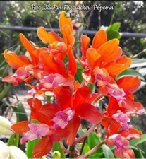 Ryc. Taiwan Firecracker