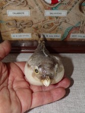 Real parrot pufferfish