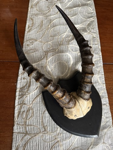 Taxidermy blesbok antelope - taxidermy,