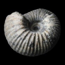 Cadoceras sublaeve - British