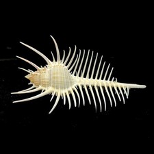 Murex Thorny Thistle rare delicate seashell 9-10cm long