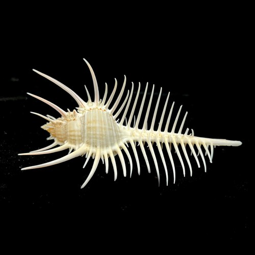 Murex thorny thistle rare - murex,