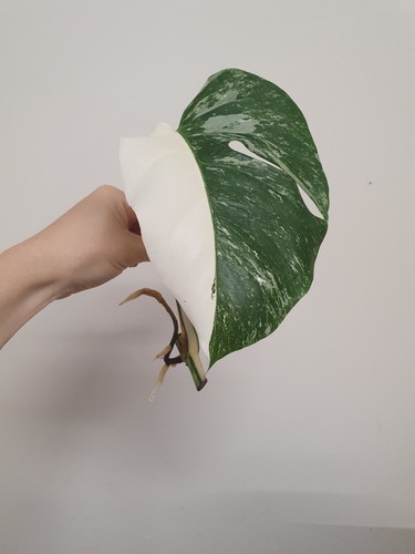 Monstera albo variegata rooted - monstera,