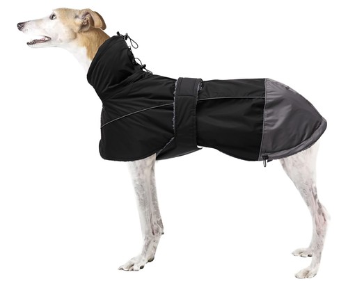 Morezi greyhound lurcher - morezi,