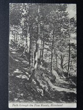 Somerset MINEHEAD Path through the Pine Woods c1908 Postcard by Valentine