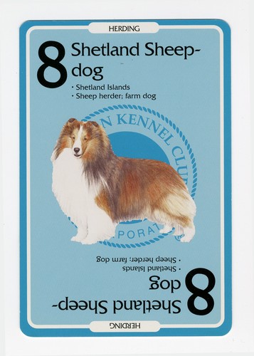 Shetland sheepdog sheltie - shetland,