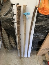 Hazel  Seasoned STICK WALKING STICK SHANK X 3  Lot A9