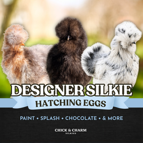 Fertile silkie hatching - |,