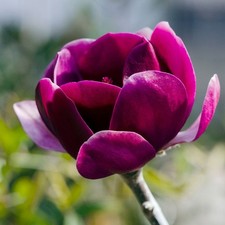 Magnolia Black Tulip PBR Rare