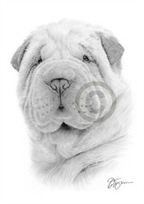 Shar pei puppy - puppy, pencil
