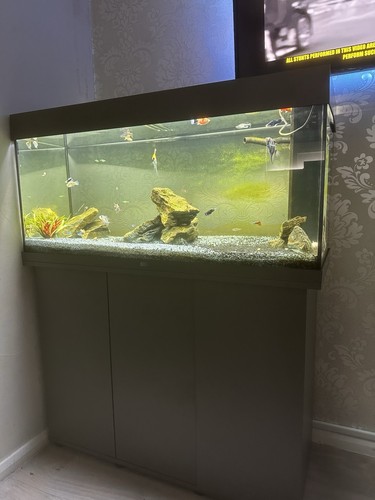 Aquarium fish tank - aquarium, stand