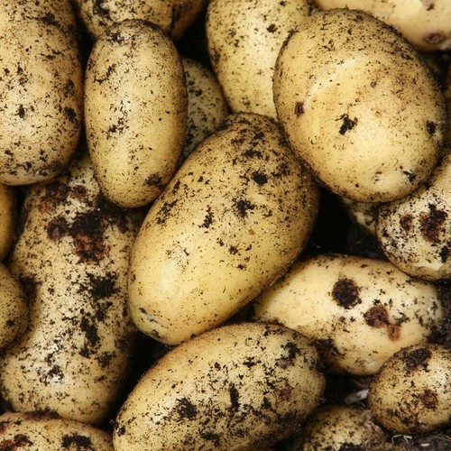 Charlotte seed potatoes - seed,