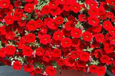6 Trailing Calibrachoa Red